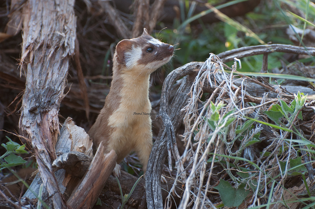 Weasel PoP
