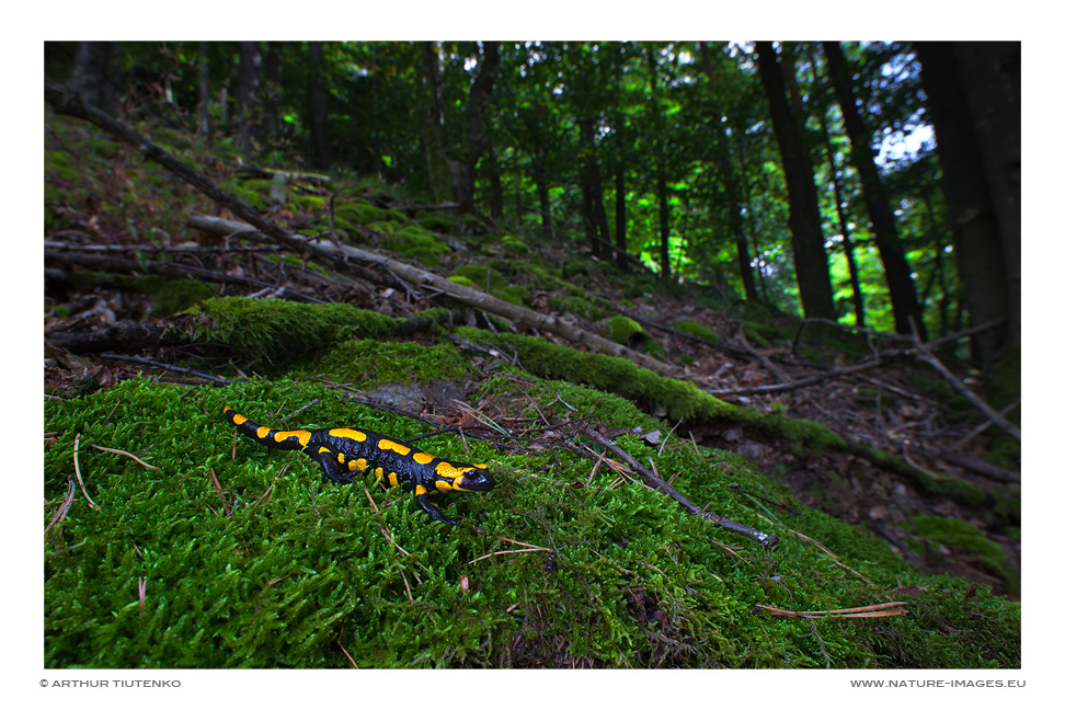 Salamander