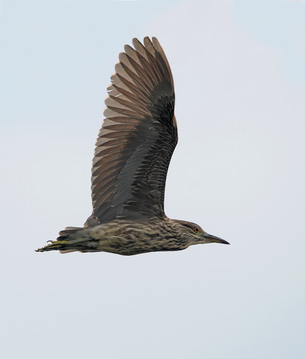 Immature Night Heron