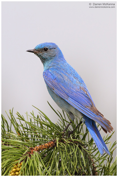 Mountain Bluebird