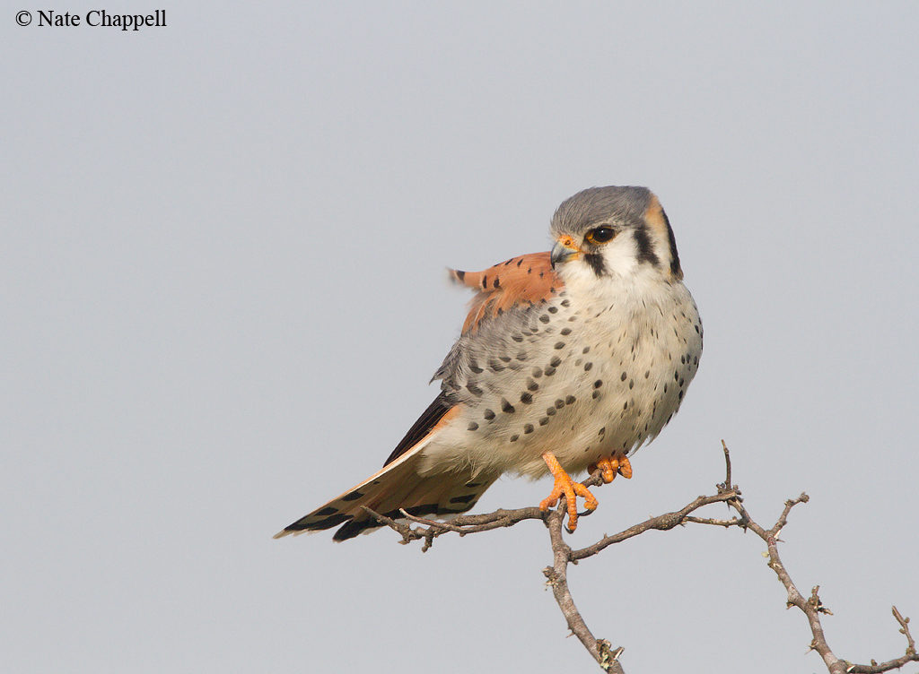 American Kestrel