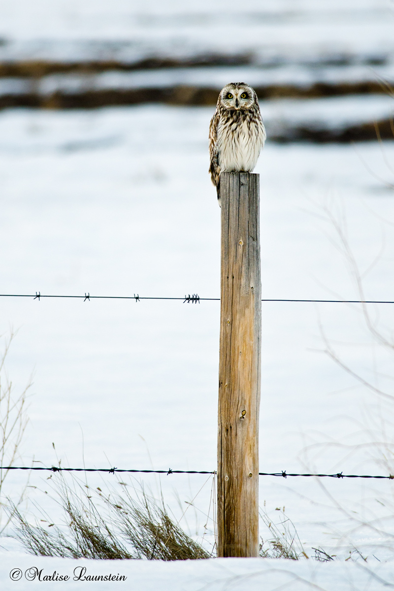 Short Eared Owl on Post