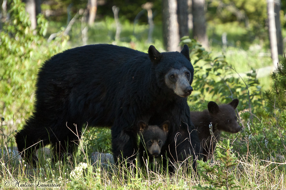 Black Bear Family