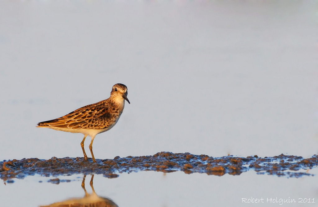 Sandpiper