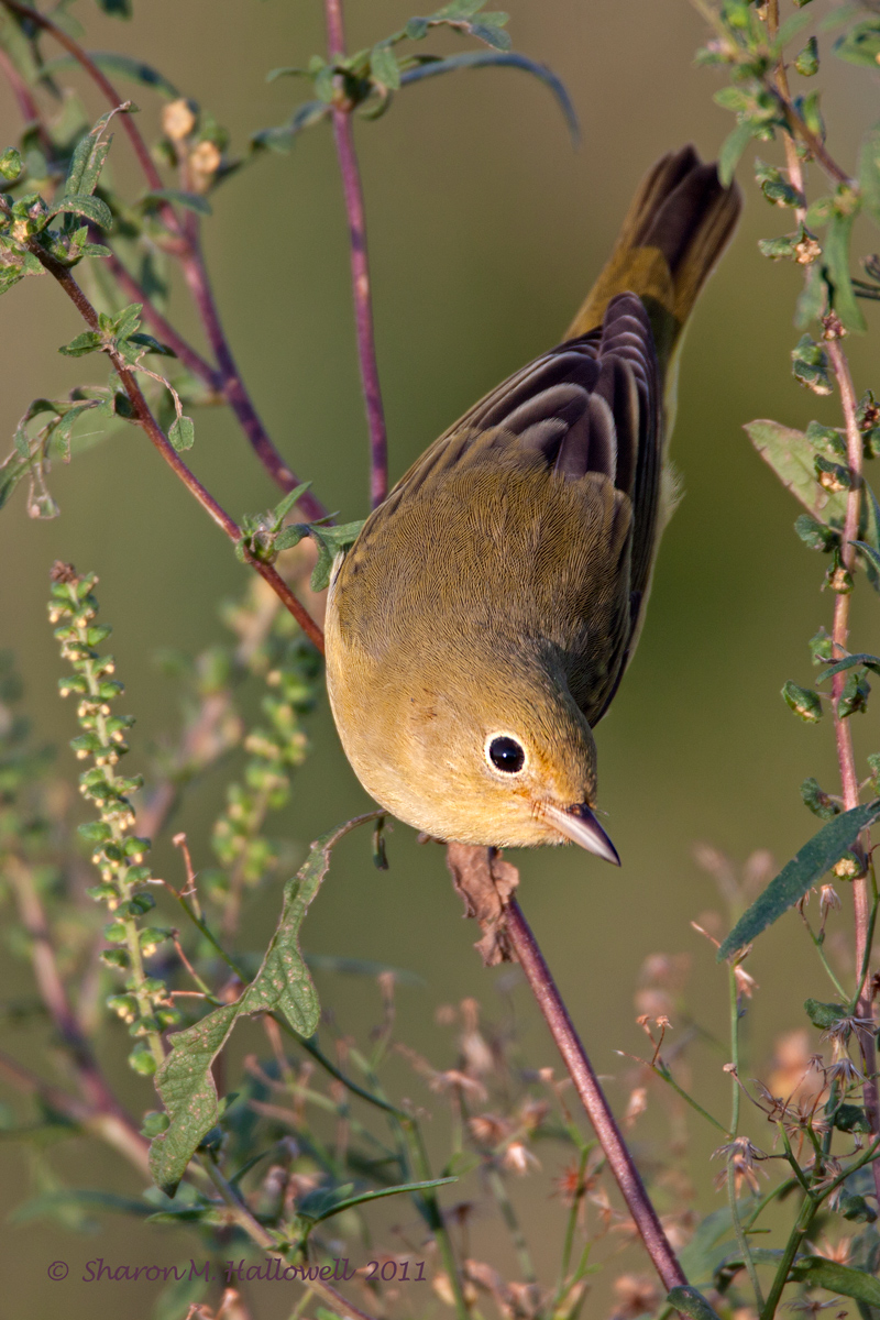Yellow Warbler