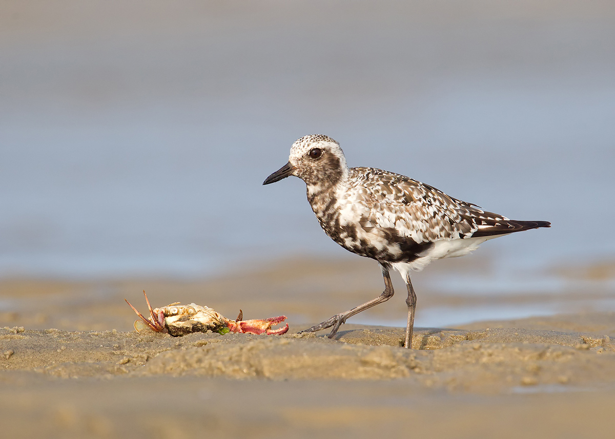 Black Bellied Plover 