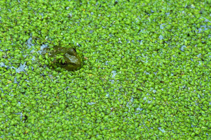 Camouflage
