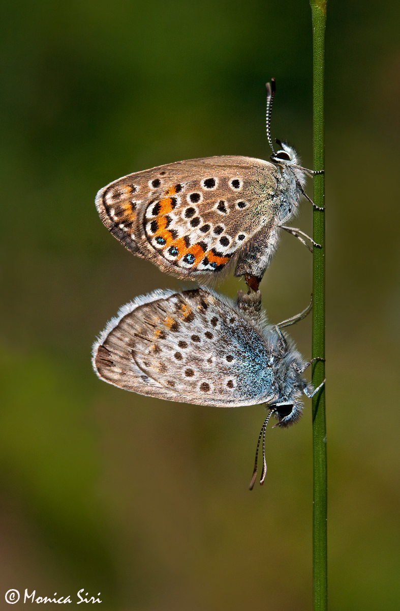 Common Blue BFs