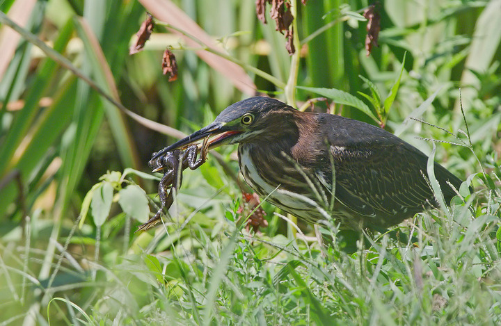 Green Heron