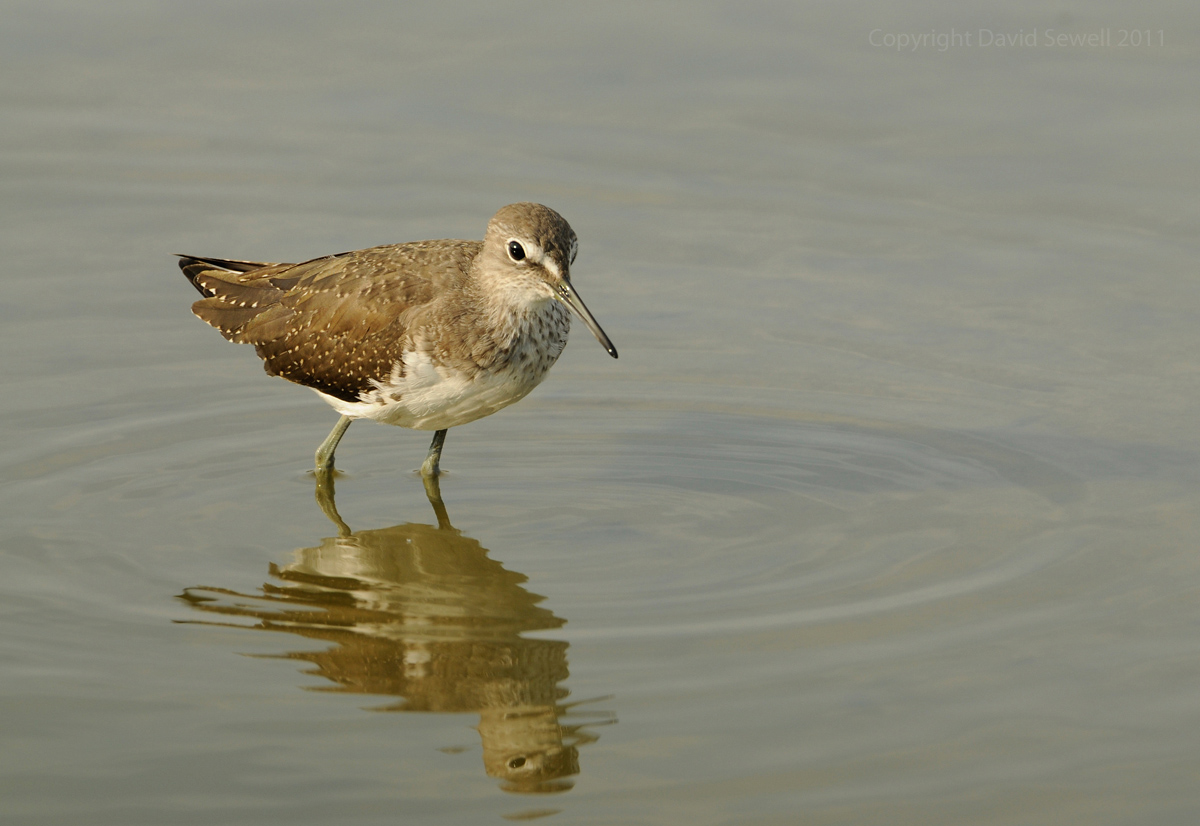 Green sandpiper