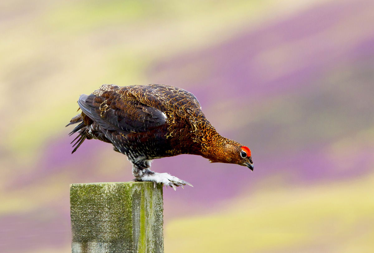 Red Grouse