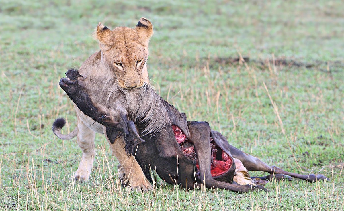 Graphic Dragging a Kill