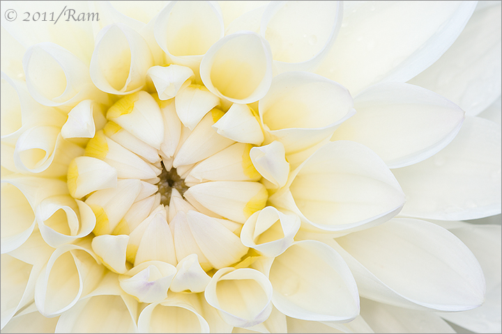Gold-White Dahlia