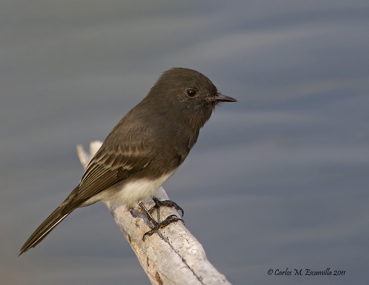 Black Phoebe