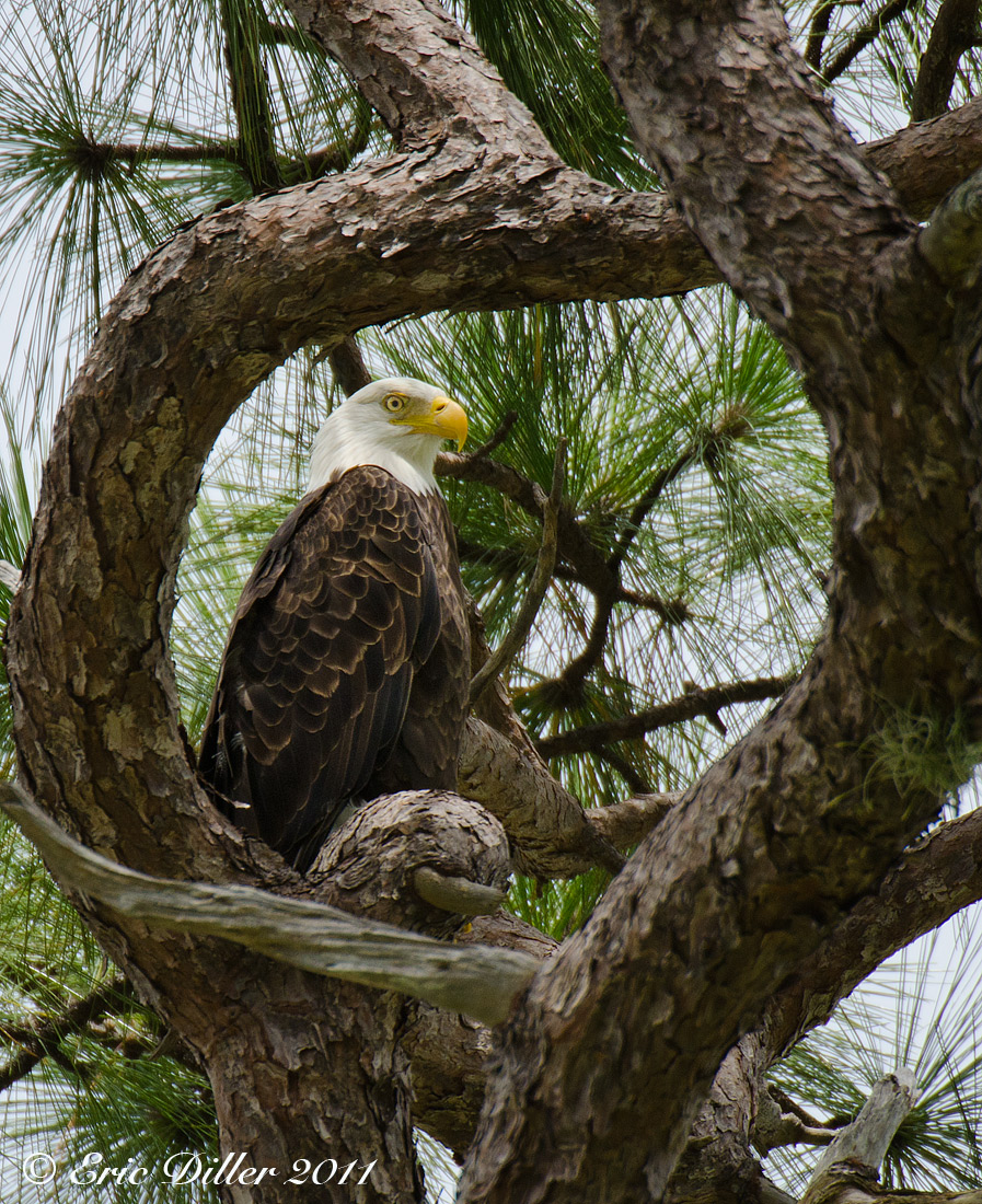 Eagle in a frame