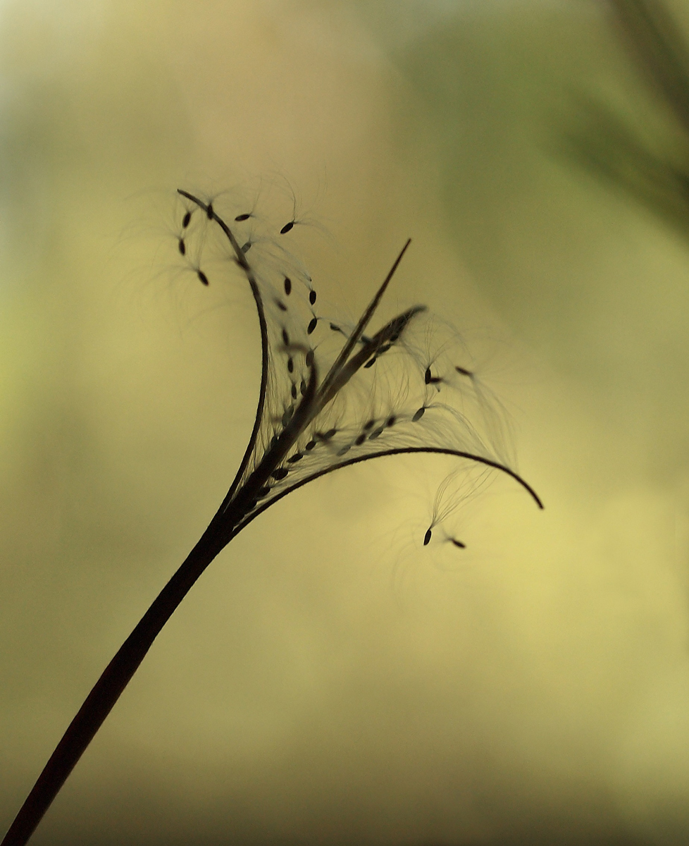 Weed seed dispersal