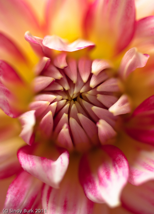 fleur de samedi