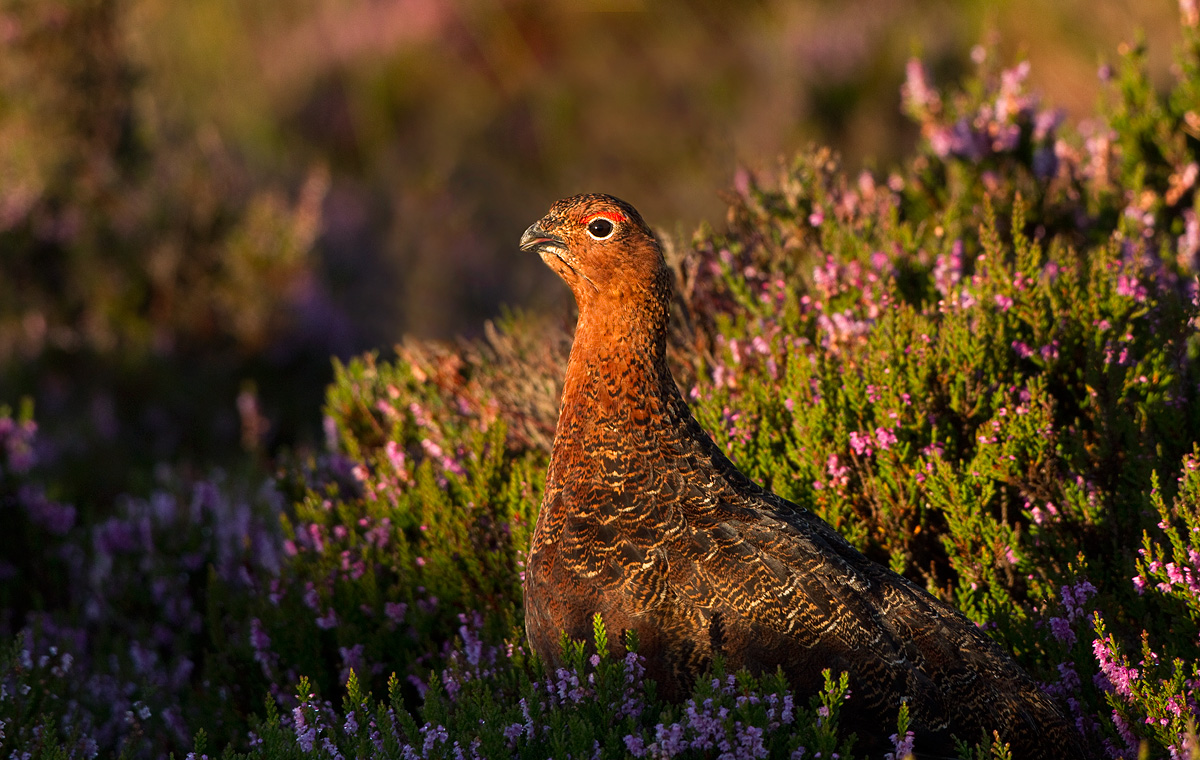 RED GROUSE AT SUNRISE