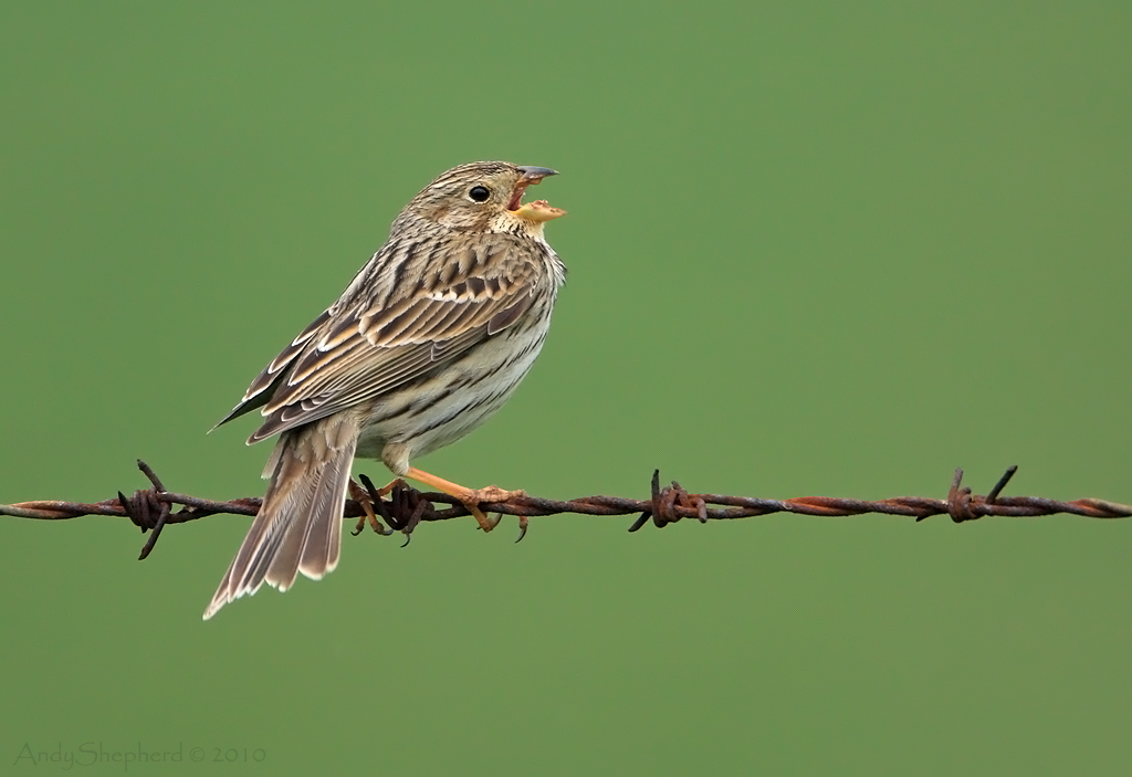Corn Bunting