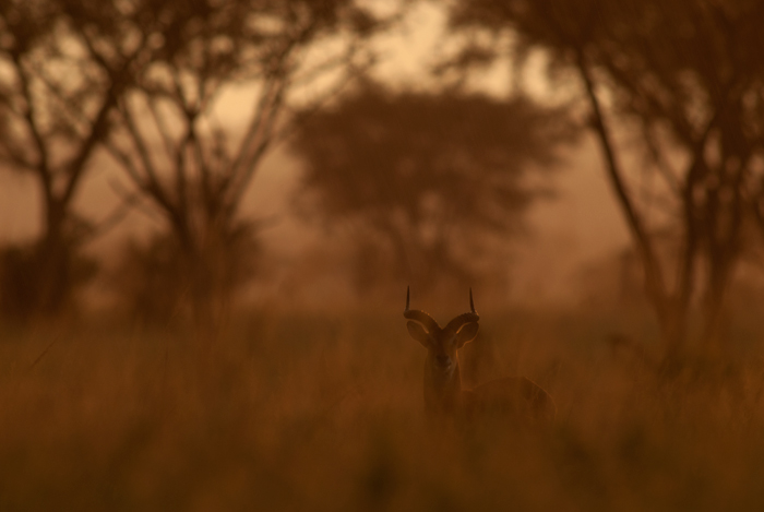 Last Light