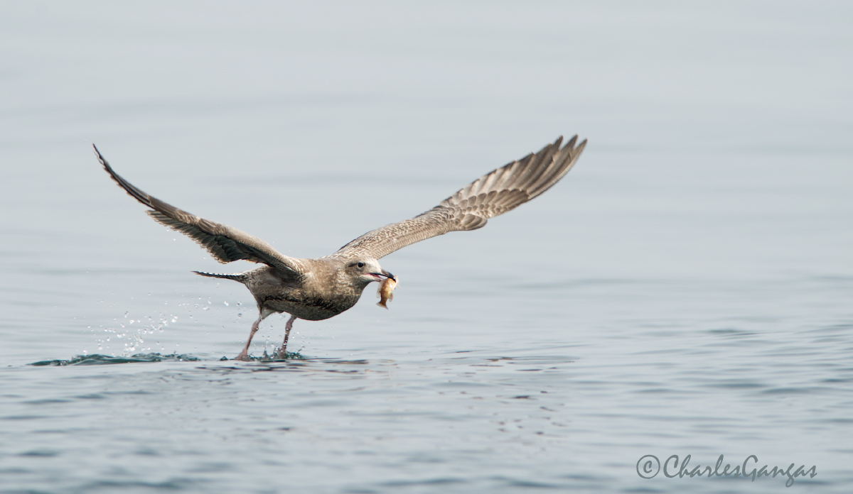 Mystery Gull