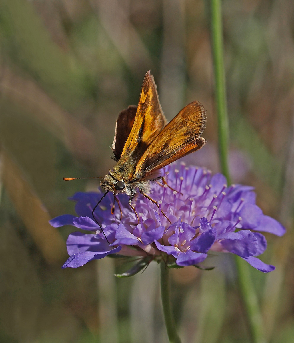 Bunchgrass Skipper?