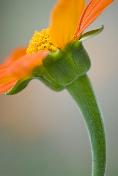 Graceful Curves