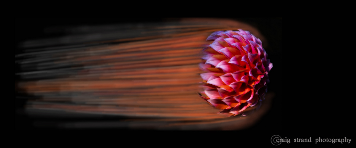 Dahlia Meteor  w/REPOST