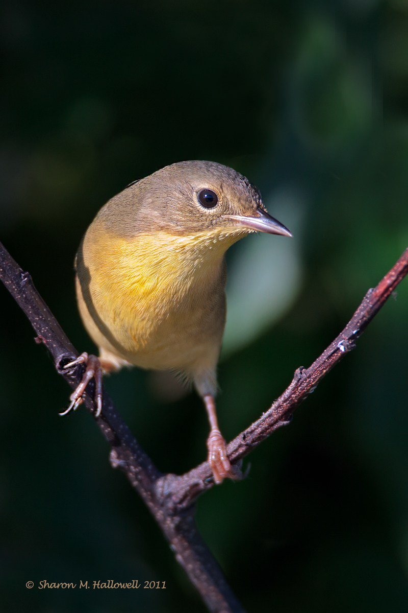 C. Yellowthroat Warbler