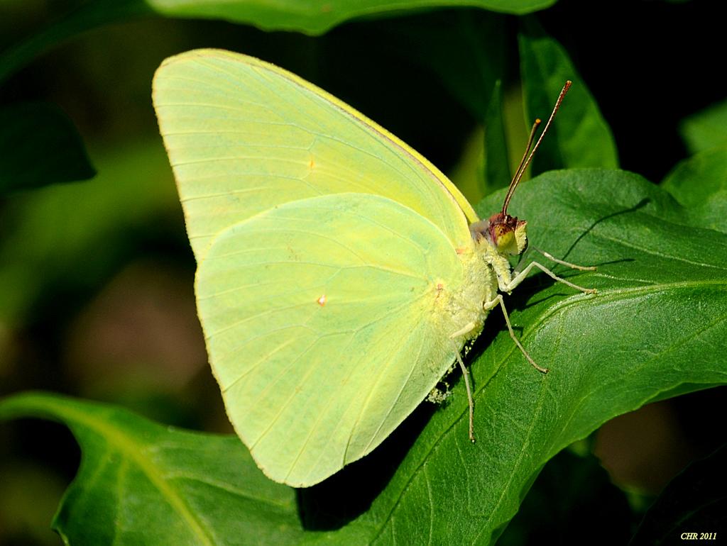Sunning Sulfur 