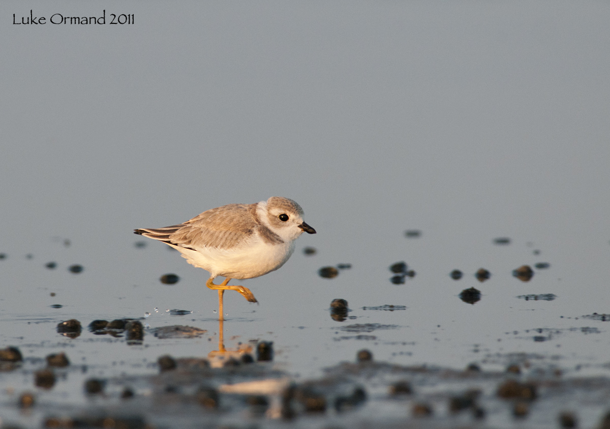 Piping Plover