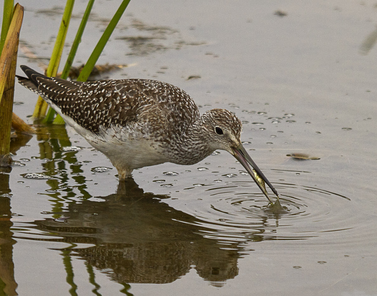 Greater Yellowlegs