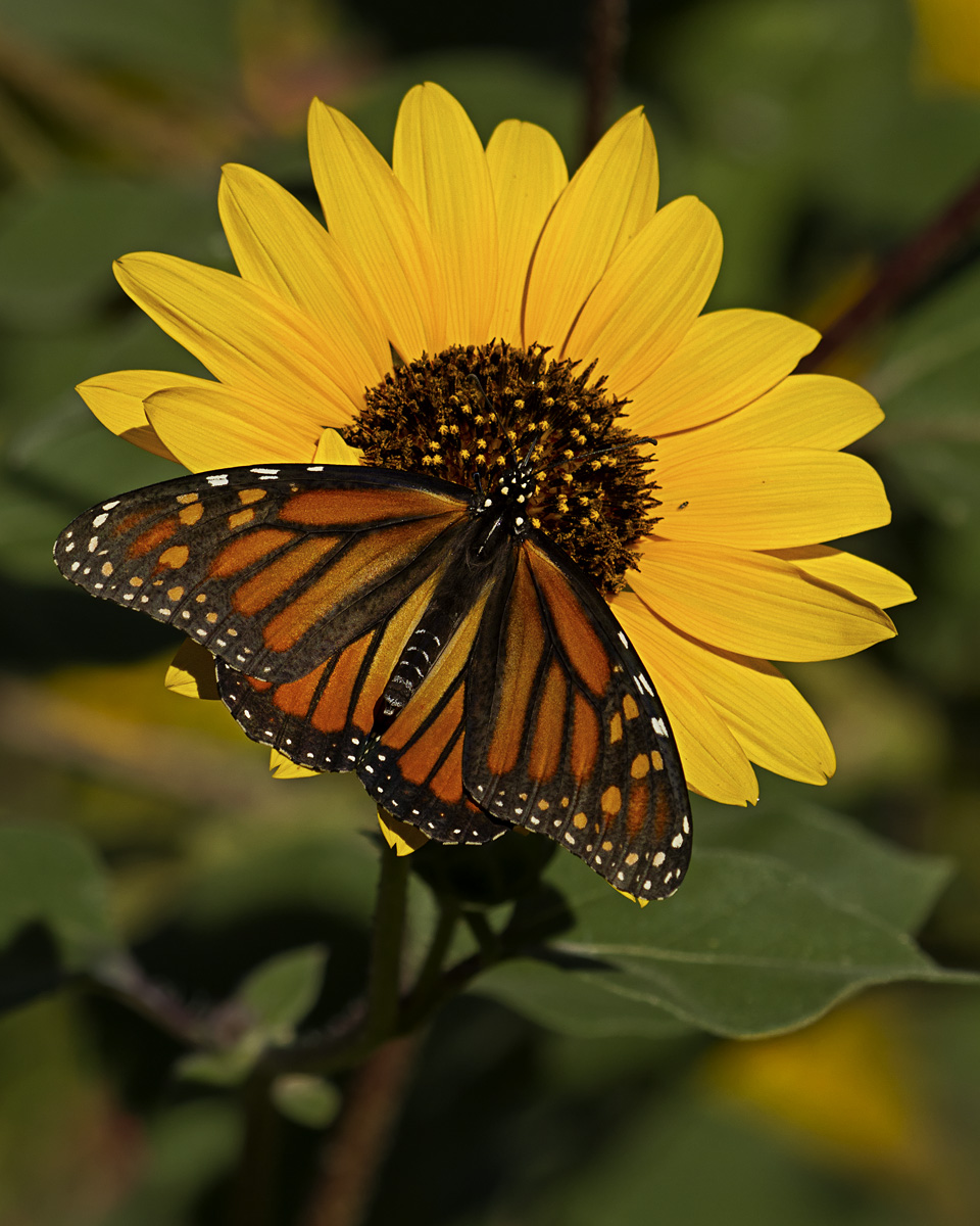Monarch and Sunflower