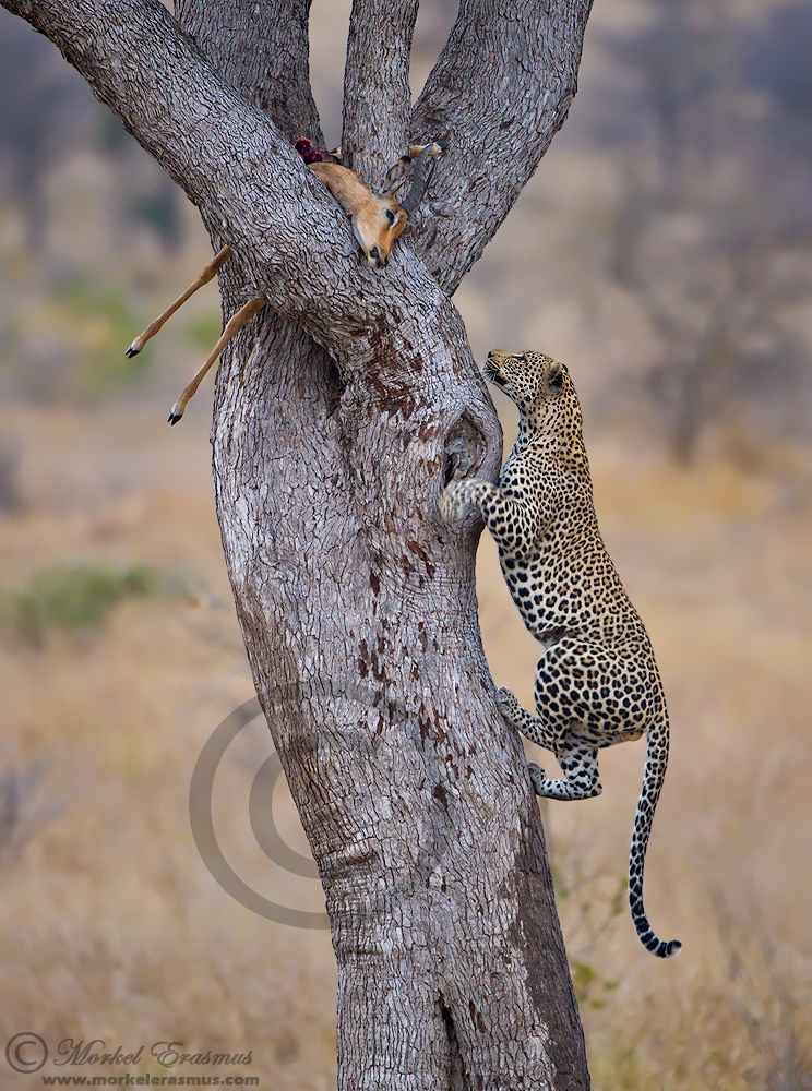 Leopard Ascent