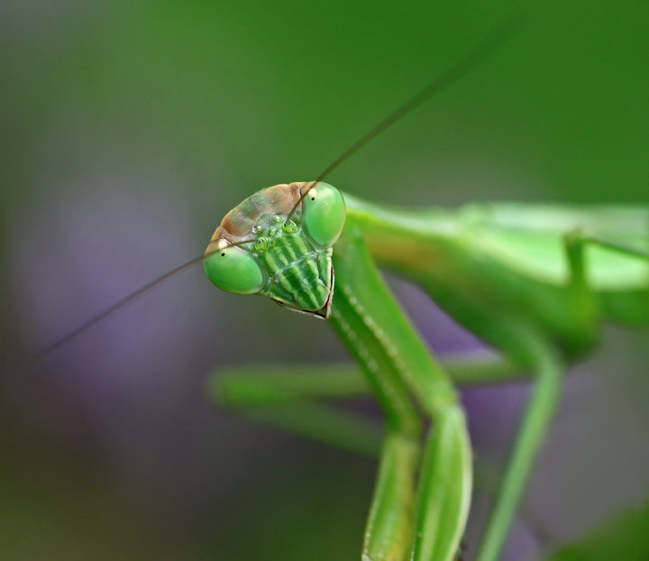 Praying Mantis