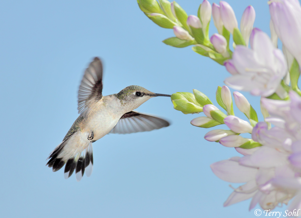 RT Hummingbird