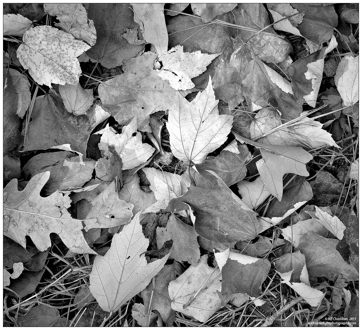 Red Leaf Intimate