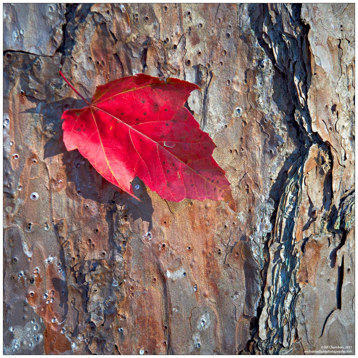 Red Leaf on Pine