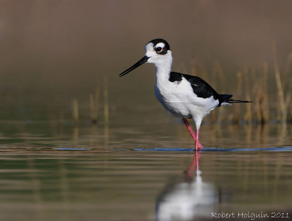 Black-necked Stilt