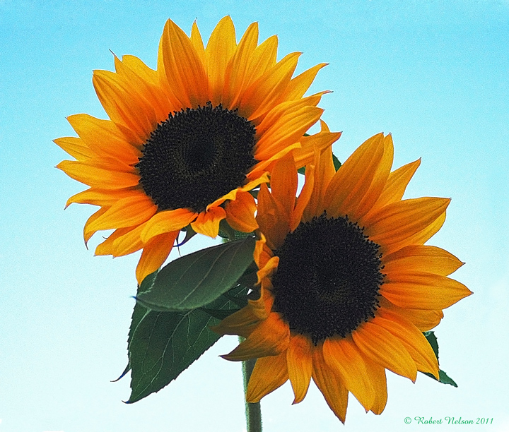Sunny delight