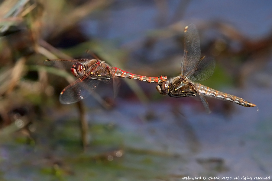 Mating Behavior