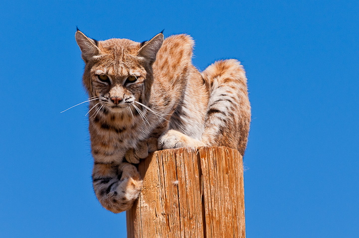 Bobcat