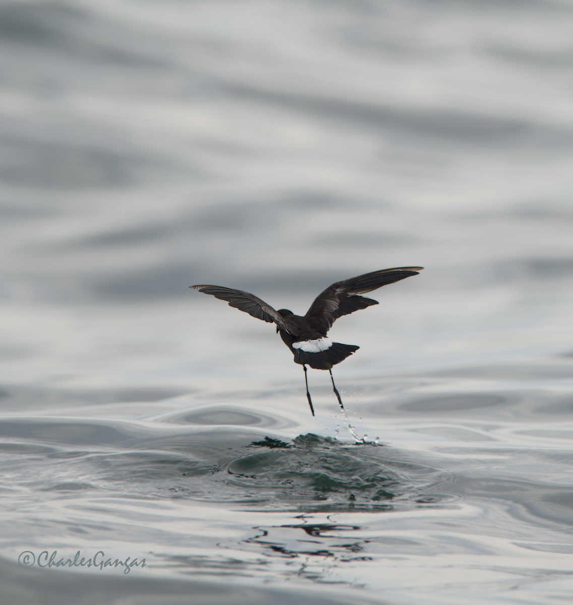 Wilson's Storm Petrel
