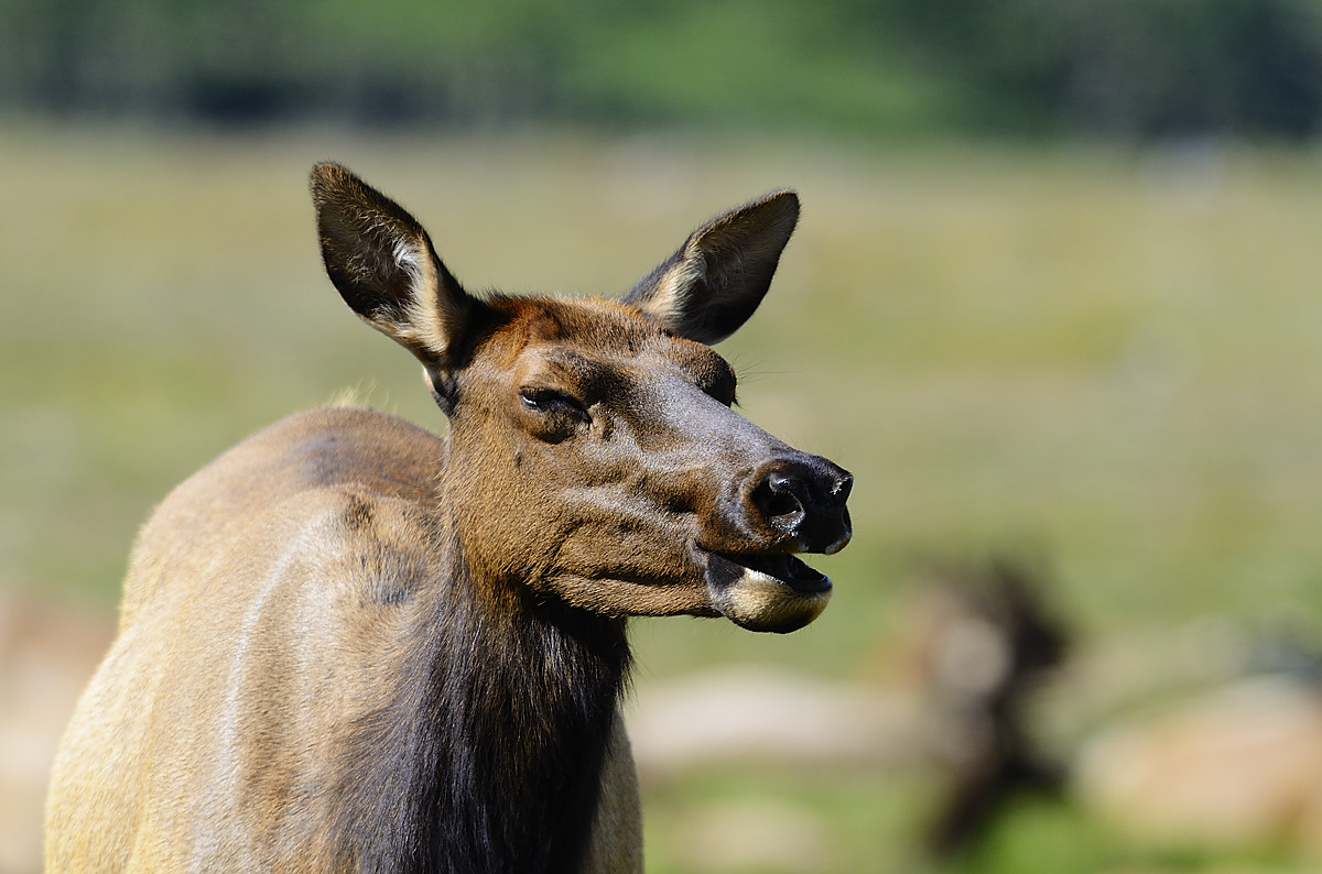 RMNP elk