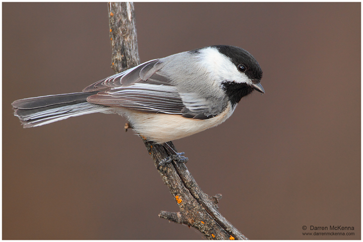 Black-Capped Chickadee