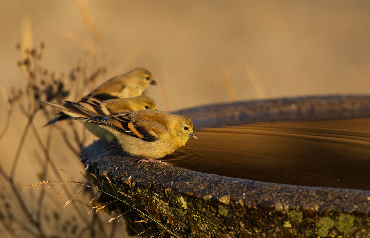 American Goldfinches