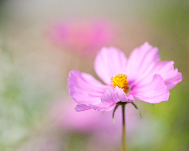 cosmea dreams