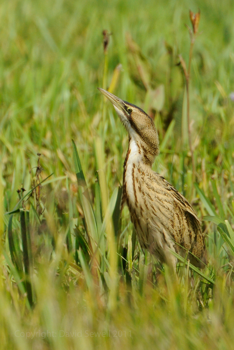 Bittern