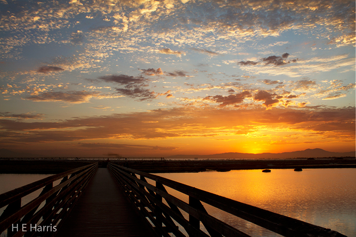 Bolsa Chica Morning