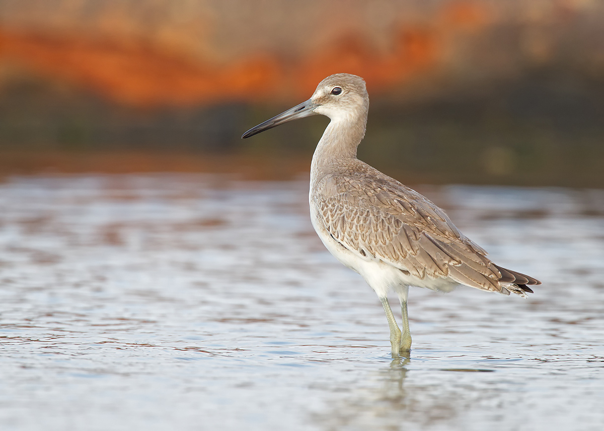Juvenile Willet